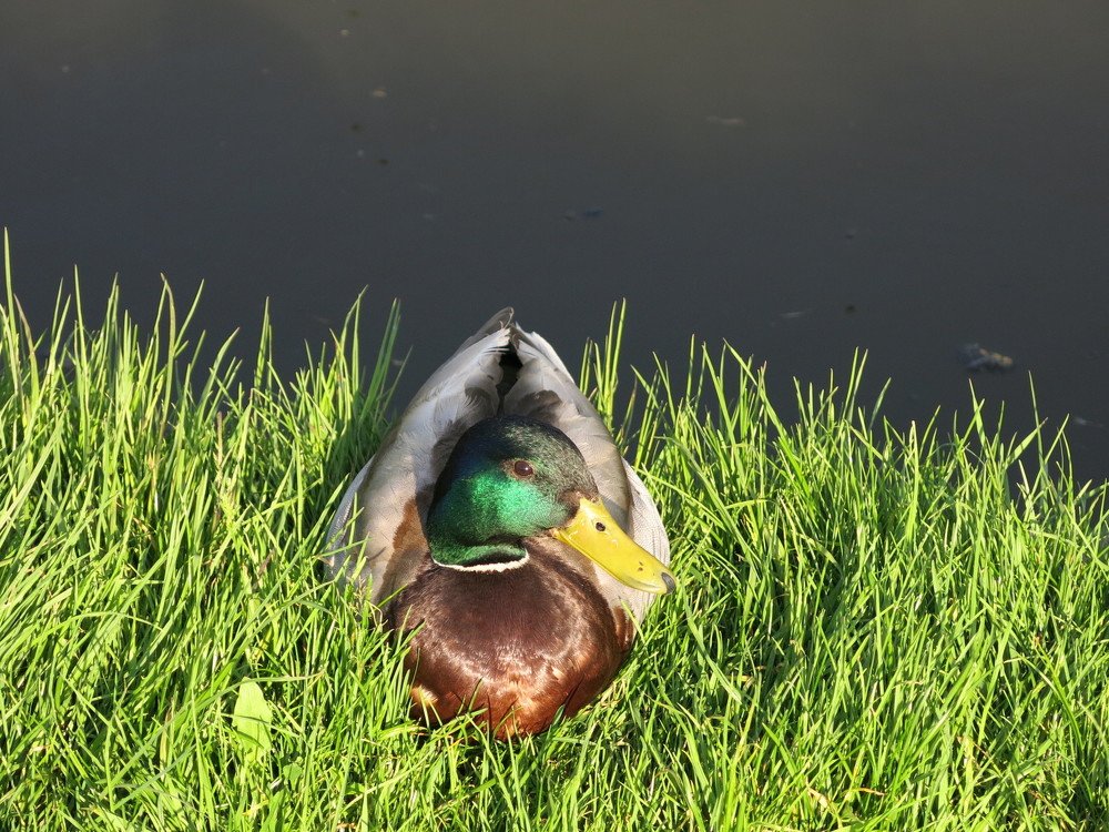 Photograph by ЭЛЬМИРА  ИСМАИЛОВА