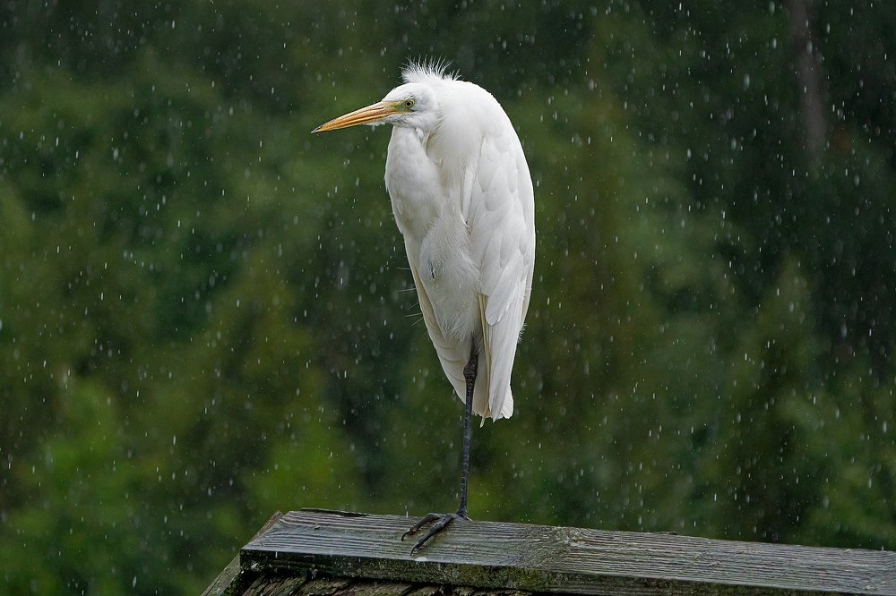 Photograph by Viktor Makarov