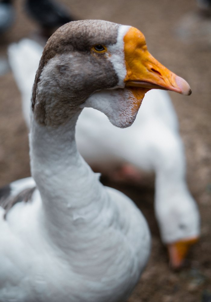 Photograph by Ольга Беспалько