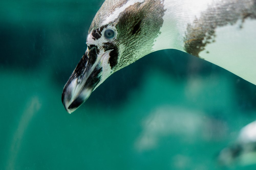 Photograph by Ольга Беспалько