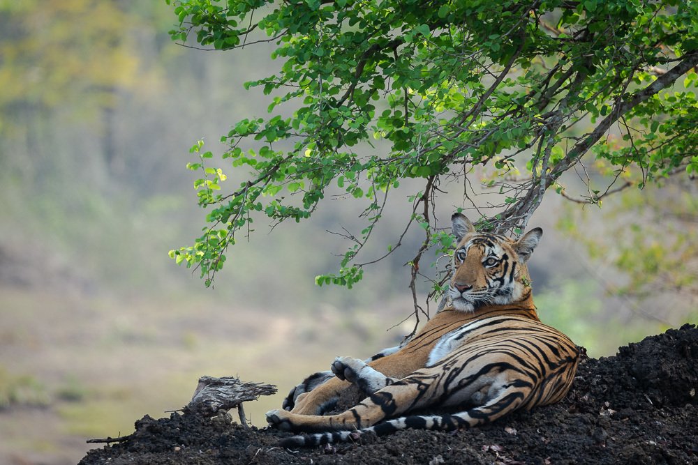 Calm and relaxed tiger