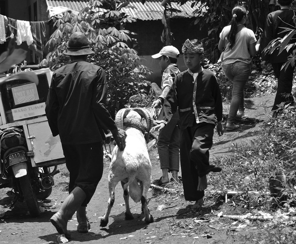 SHEEP FIGHTING CULTURE SHOW IN WEST JAVA