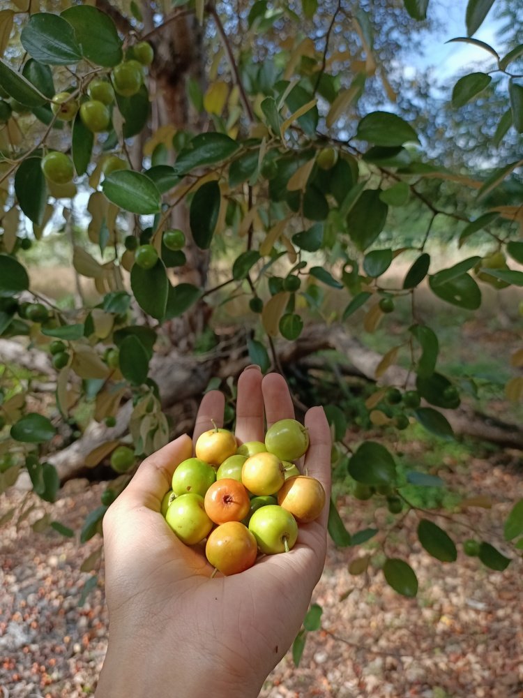 Indian Cherry