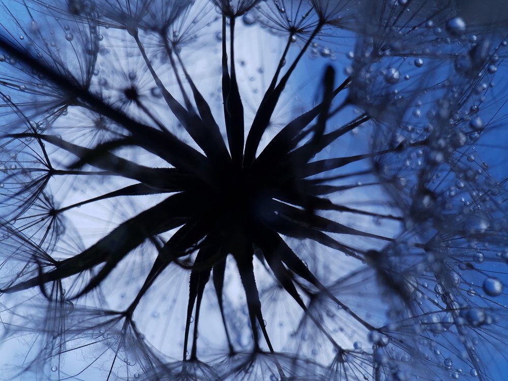 Микрокосмос