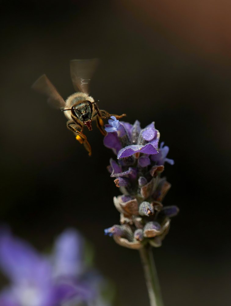 Volando en el jardín