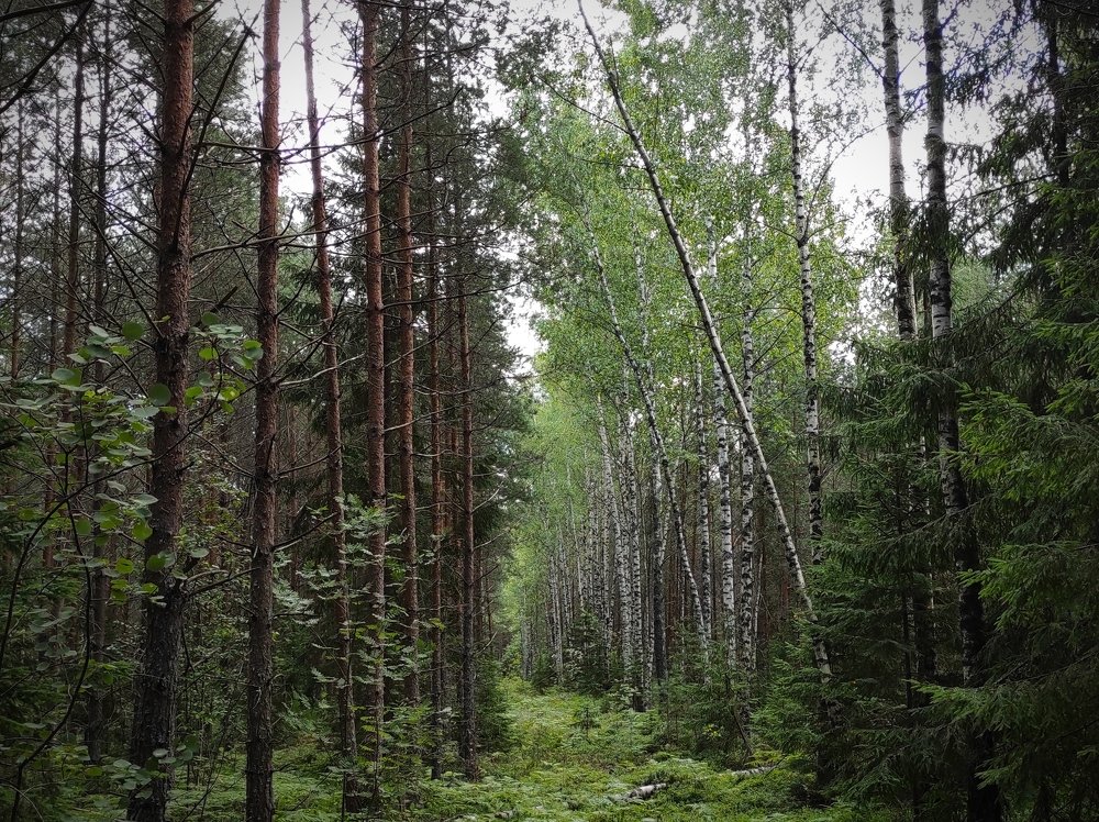 Photograph by Александр Бородин