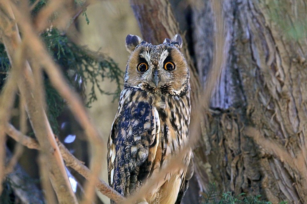 Photograph by Debbie Strauss