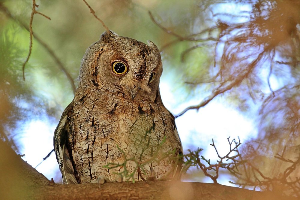 Photograph by Debbie Strauss