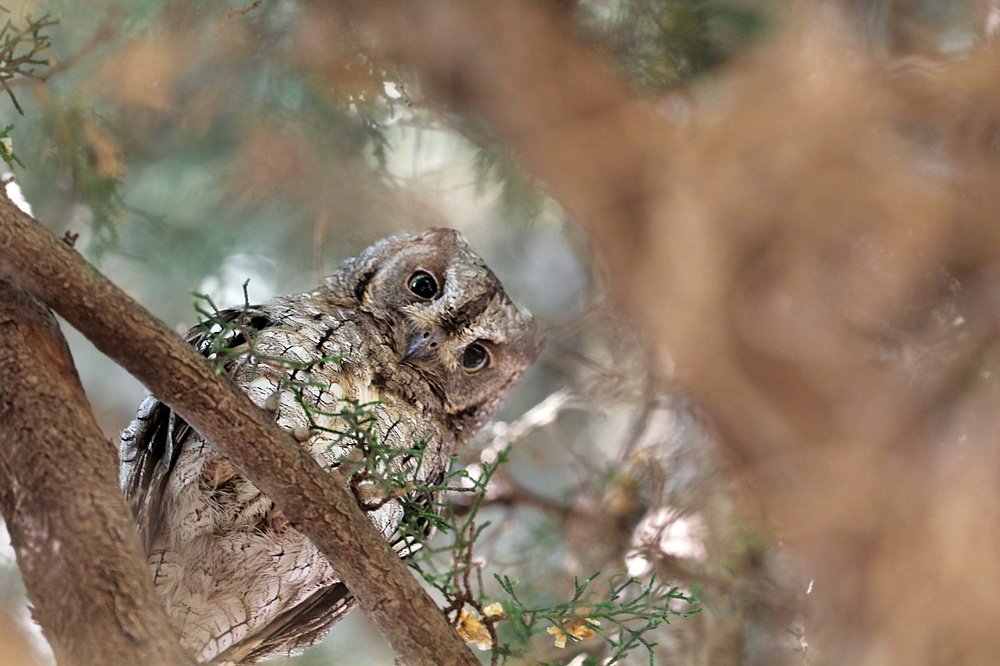 Photograph by Debbie Strauss