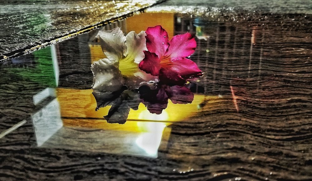 Photo #4852915