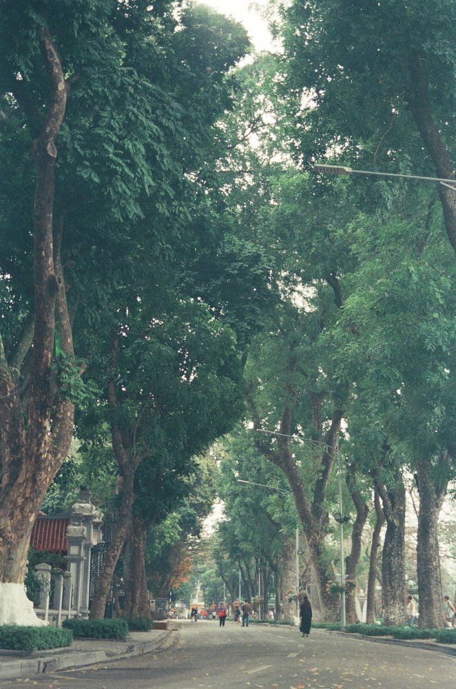 Green giant in the middle of Hanoi city