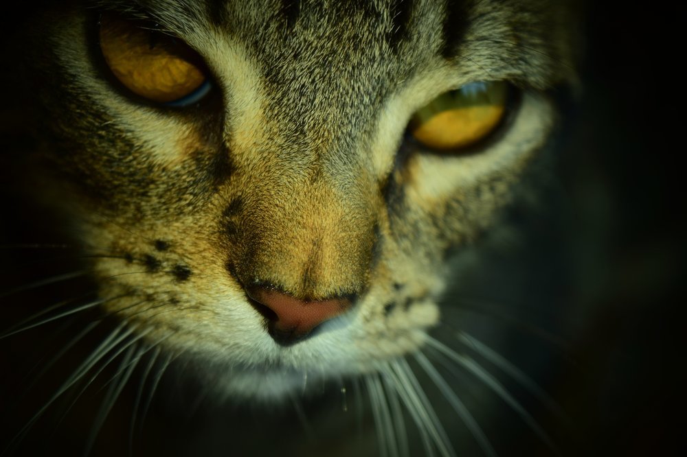 Gato