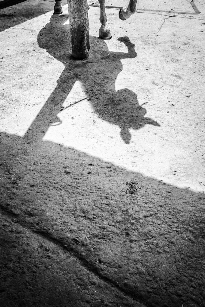 Photograph by Marielisa Iglesias