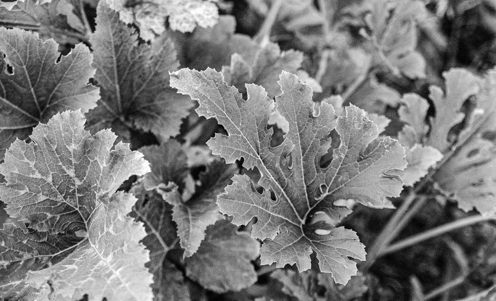 Photograph by Aleksei Degtjarjov