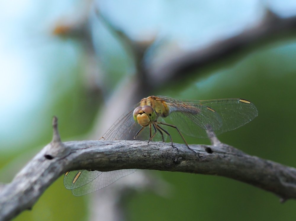 Photograph by Светлана Шибаршина