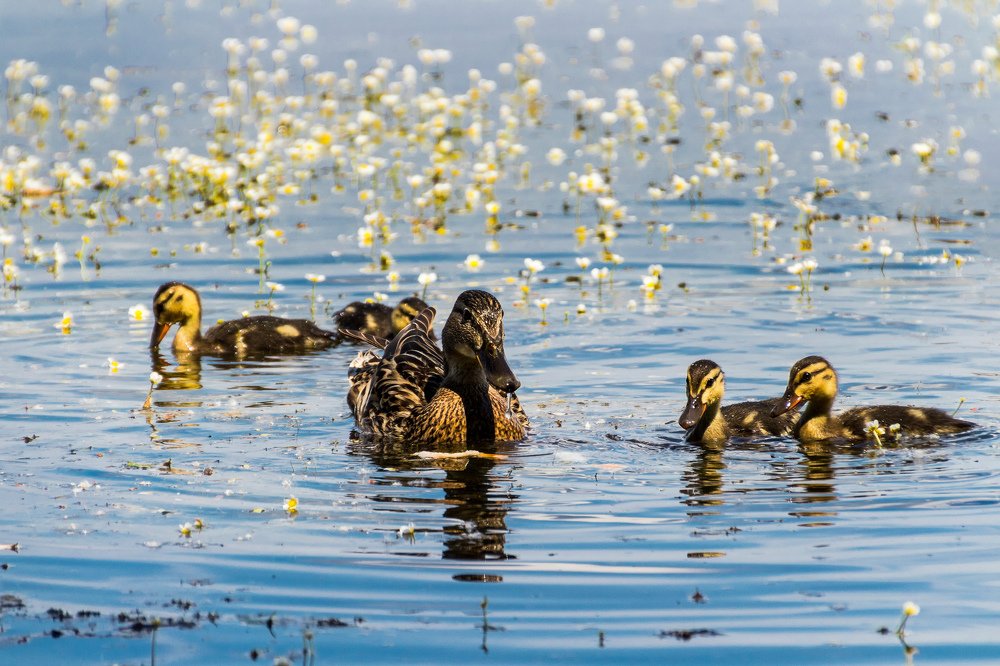 Photograph by Дмитрий Тимин
