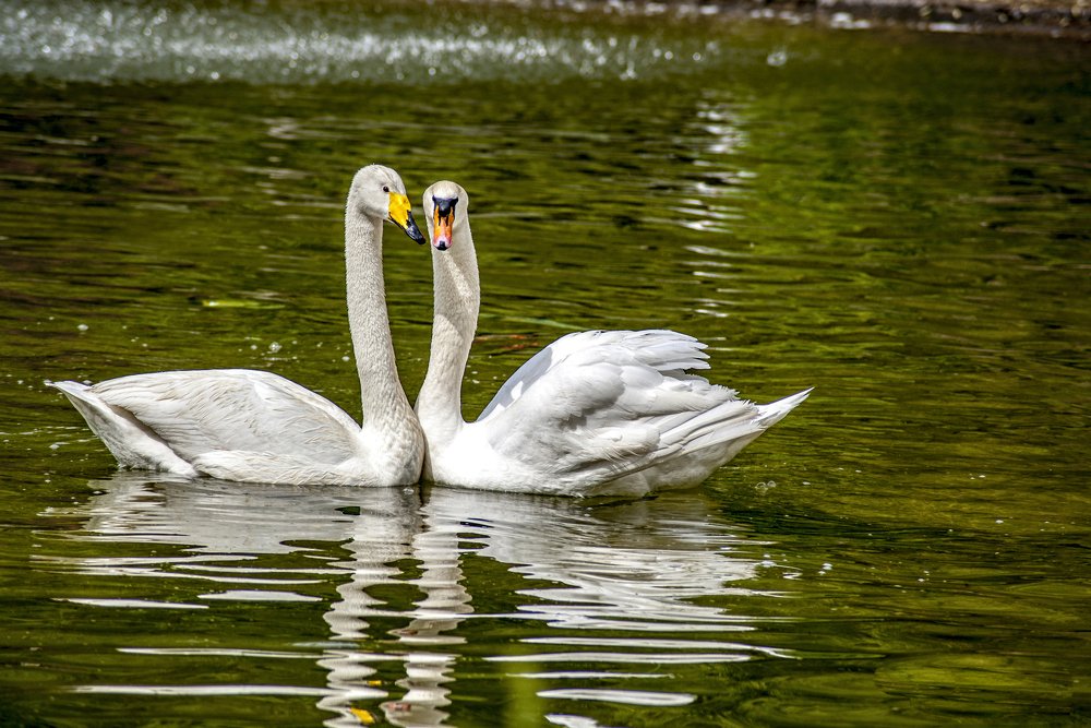 Photograph by DAMOUN POURNEMATI