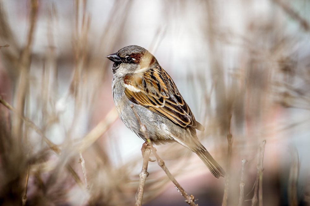 Photograph by Екатерина Нефедова