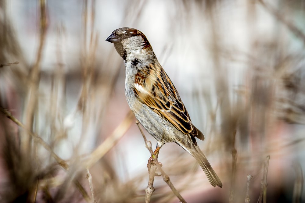 Photograph by Екатерина Нефедова