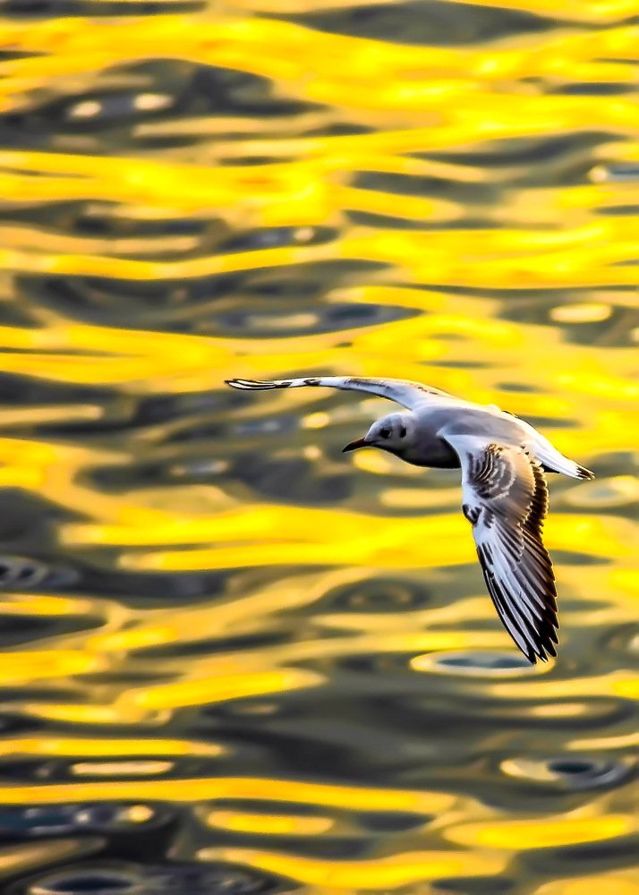 Photograph by DAMOUN POURNEMATI