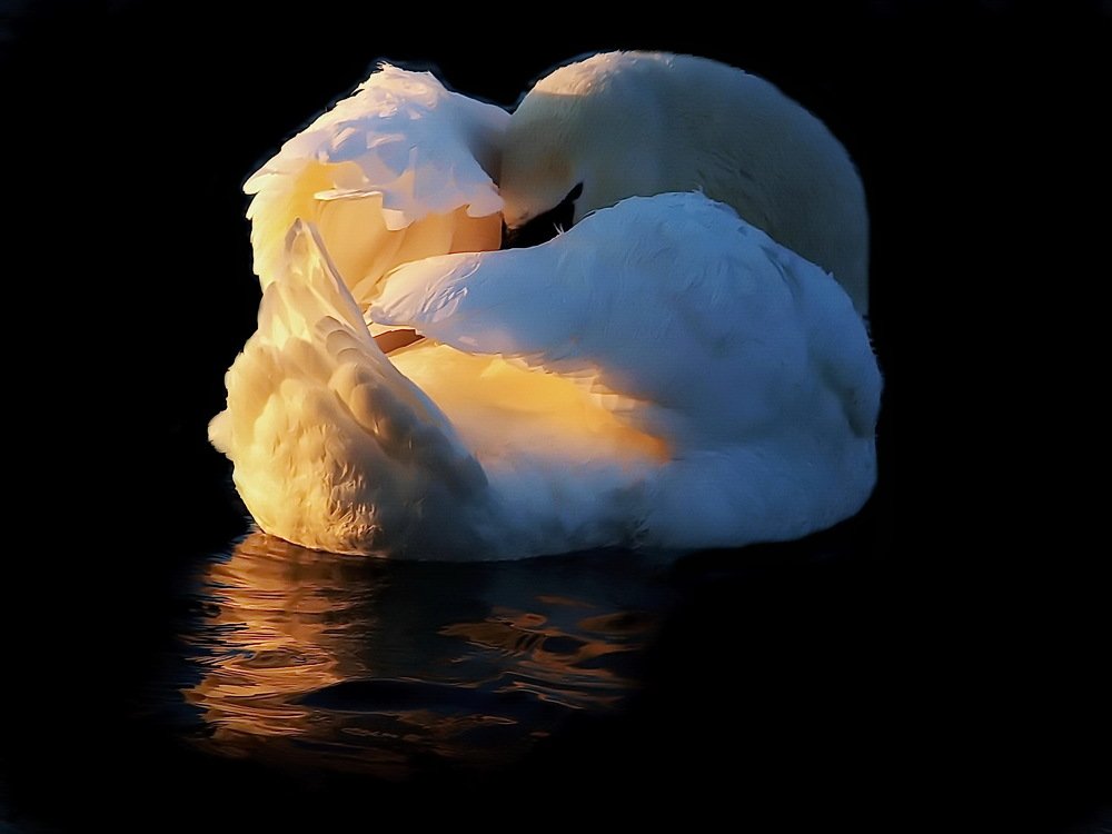 Photograph by 