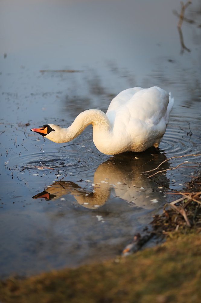 Photograph by Ирина Горюкина