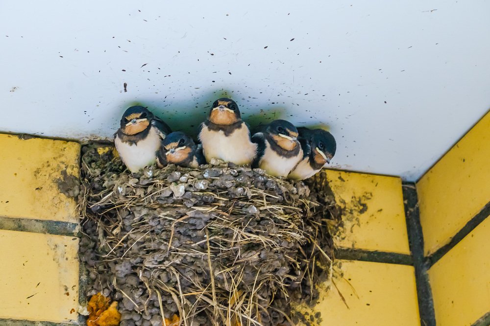 Ласточкины дети