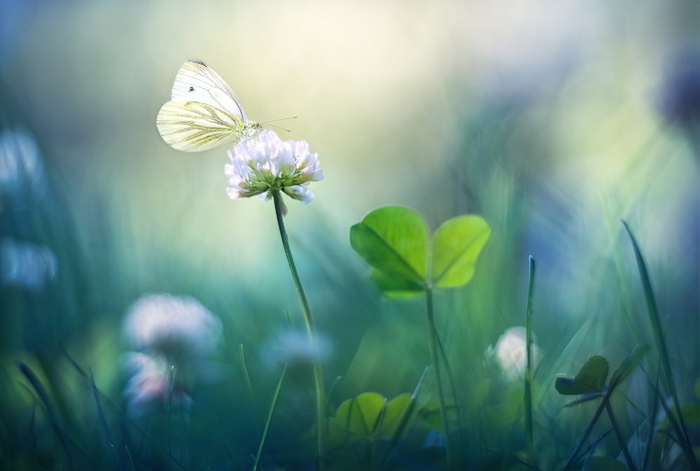 Белый клевер