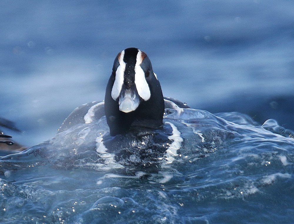 Photograph by philippe lahiton