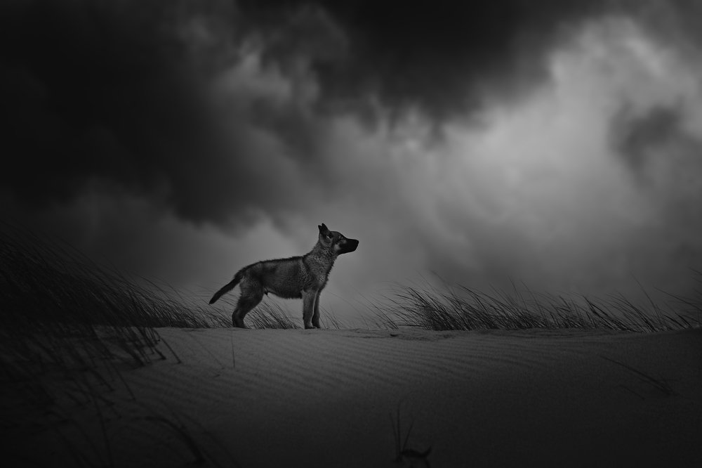 Photograph by Alexandre Marques