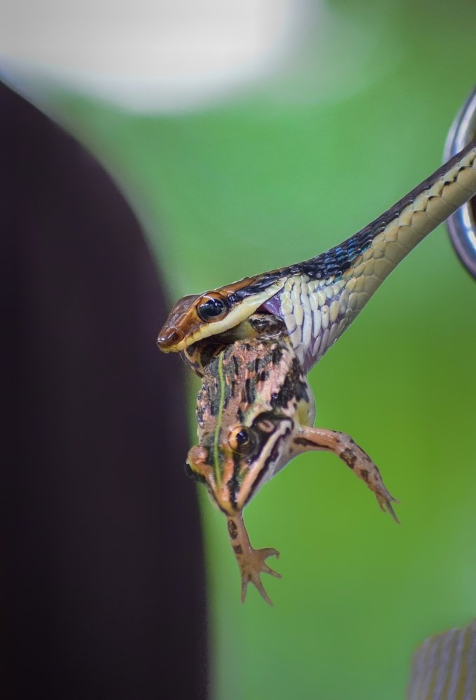 Photograph by Nayan Jyoti Kalita