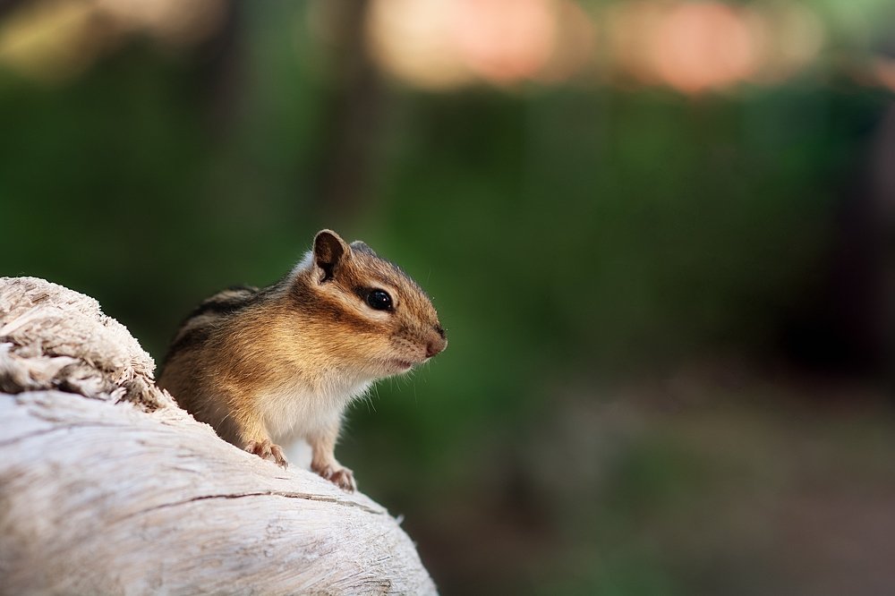 Photograph by Екатерина Овчаренко