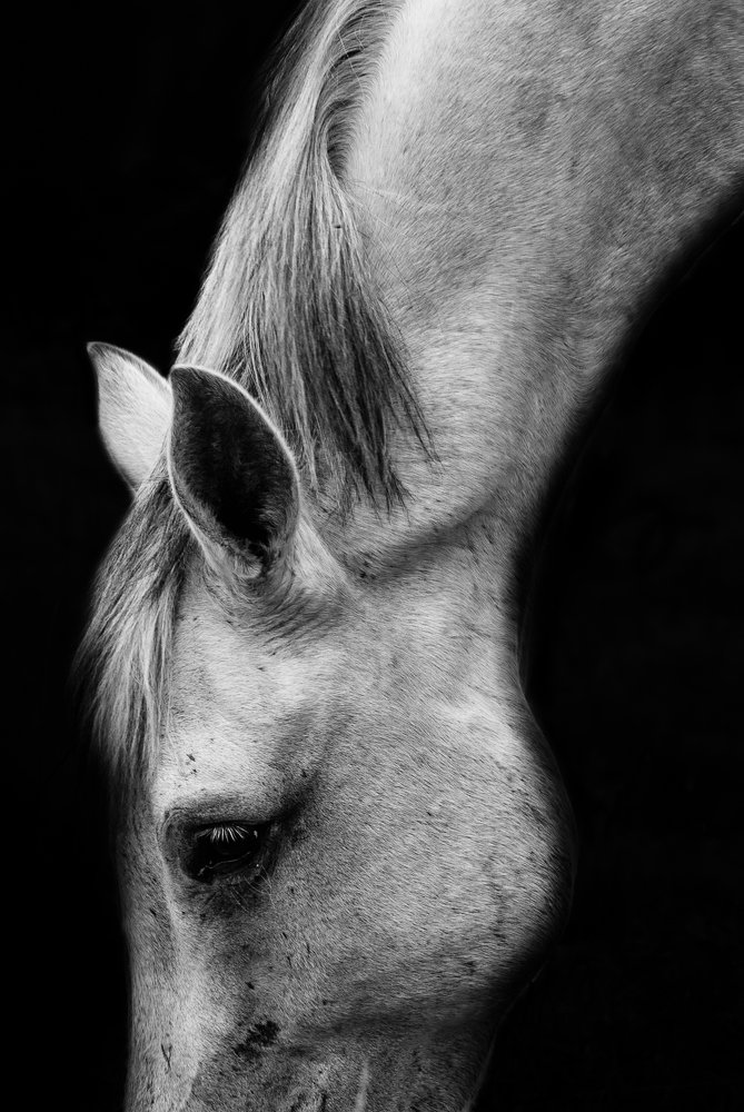 All you need is Horses