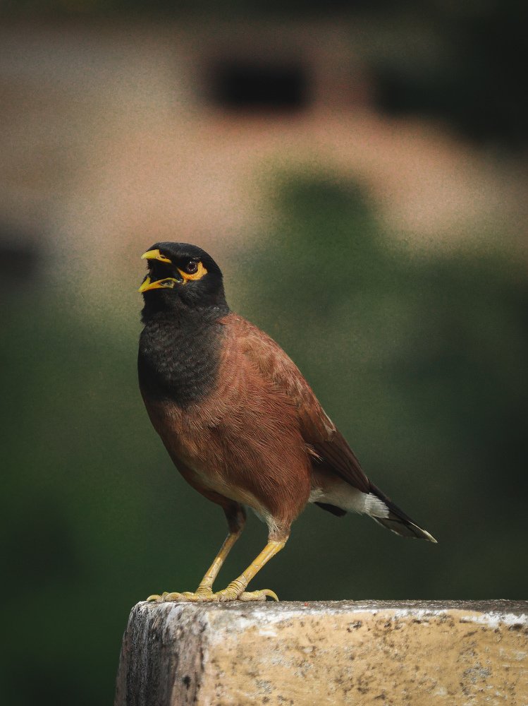 Indian MYNAH