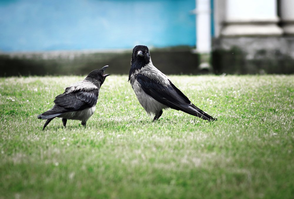 Photograph by Юлия Яровая