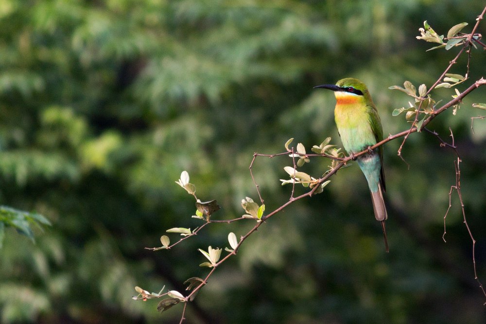 Photograph by Raju Das