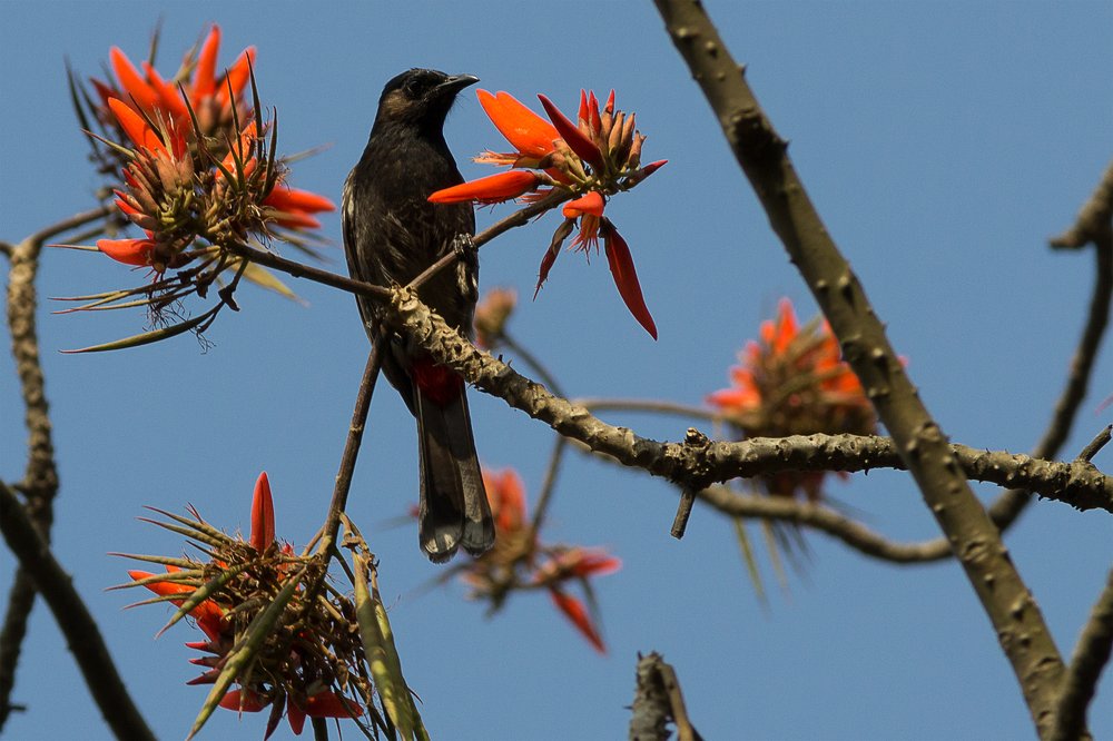 Photograph by Raju Das