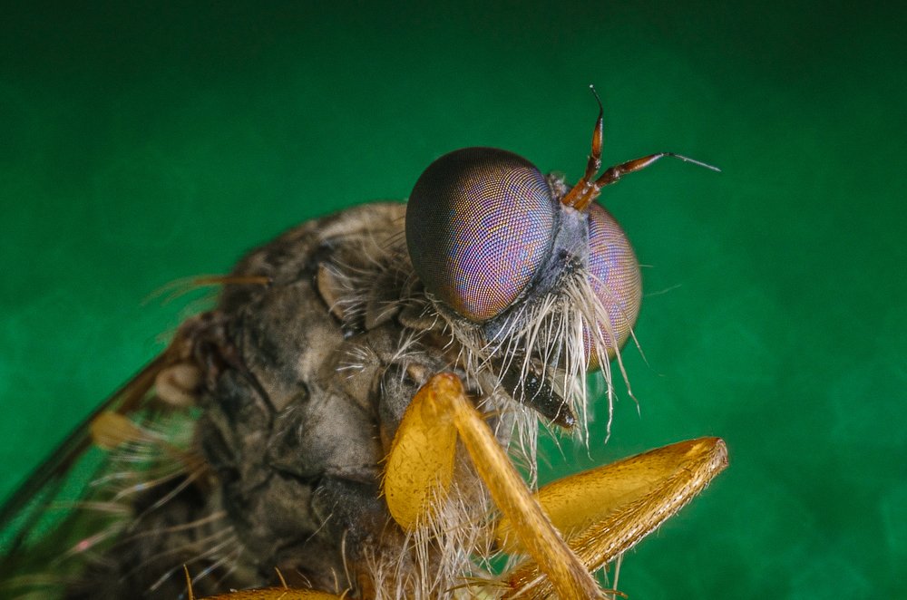 Photograph by Сергей Алтуфьев