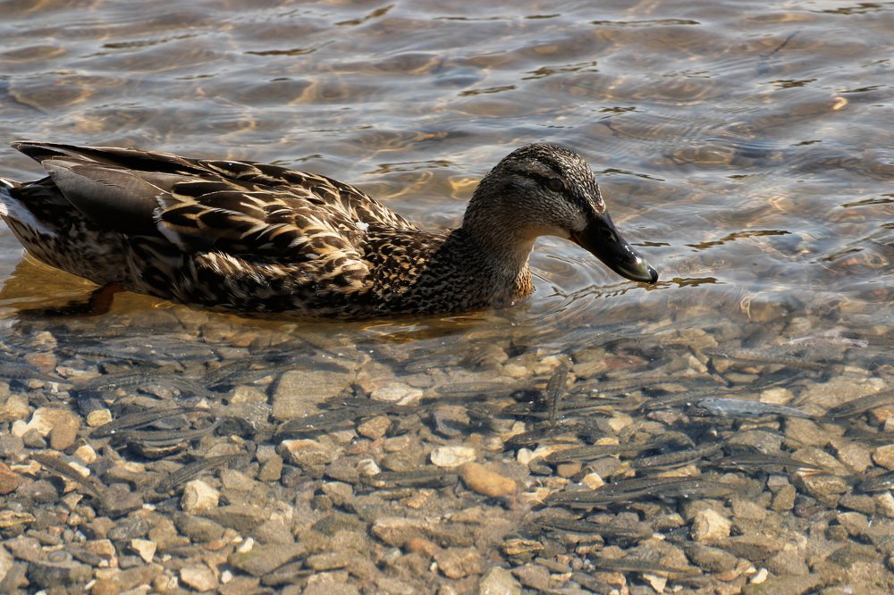 Photograph by Валерий Шорохов