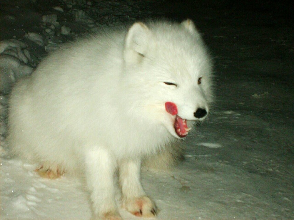 Песец Заполярья, мой друг....