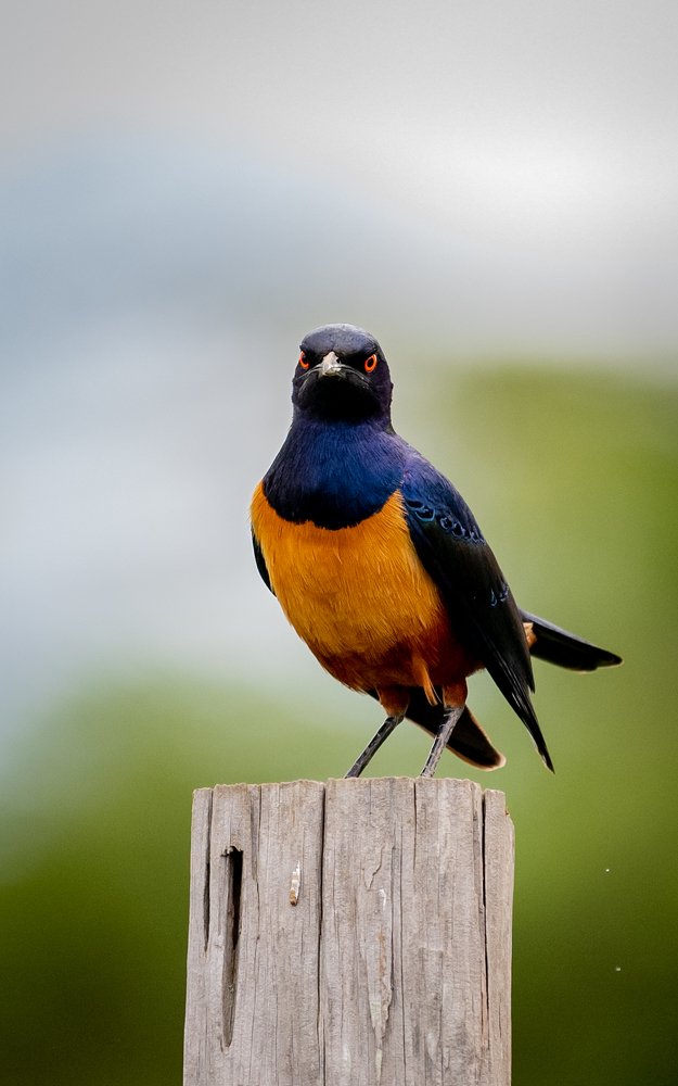 Photograph by Дмитрий Николаев