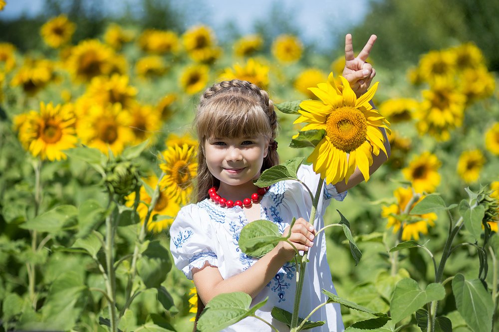 Подсолнухи