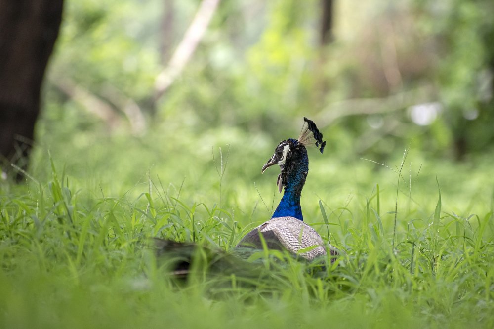Photograph by mayur shrimali