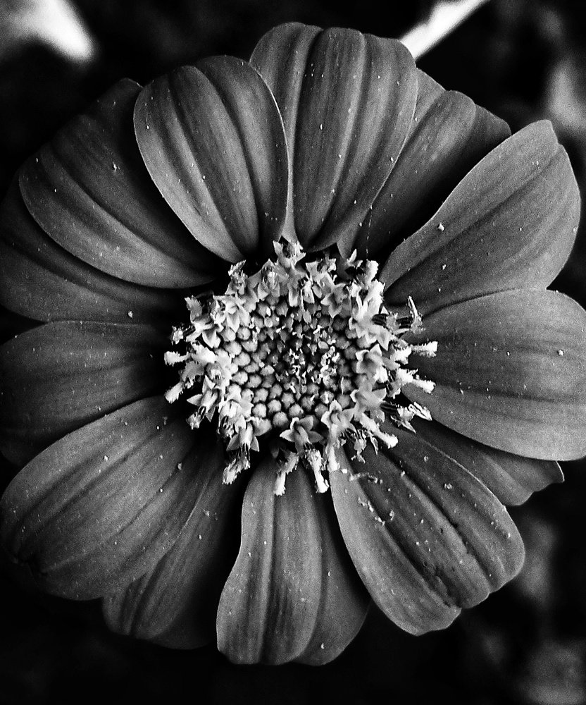 Blossom