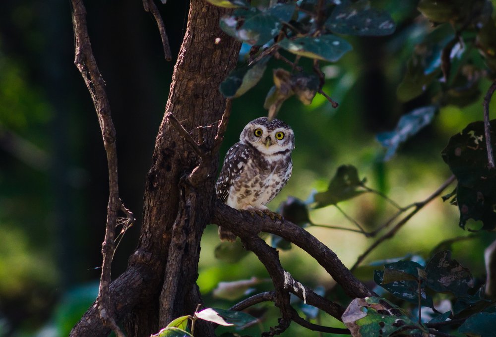 Photograph by Nikhil Raghuwanshi