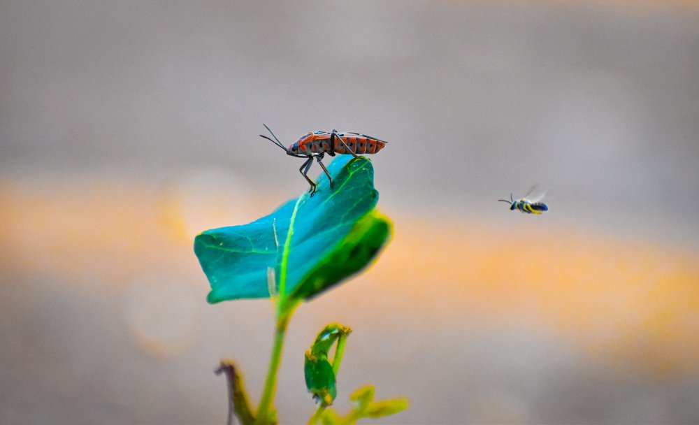 Photograph by Devang Soni