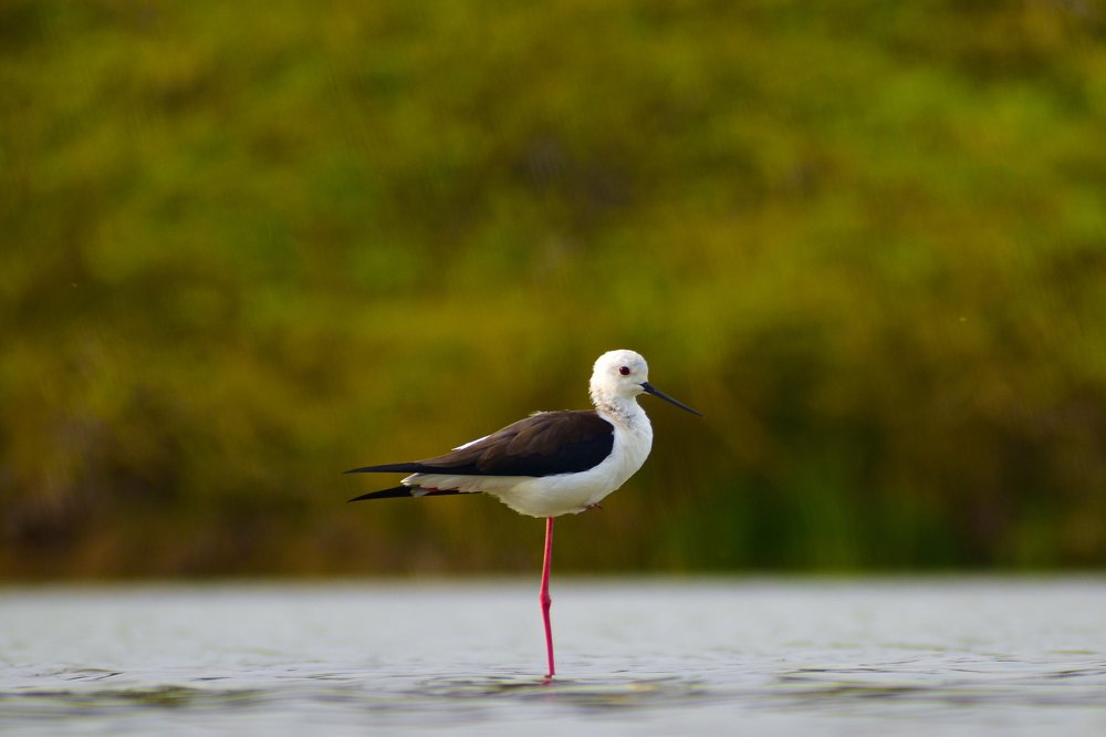 Black winged stilt