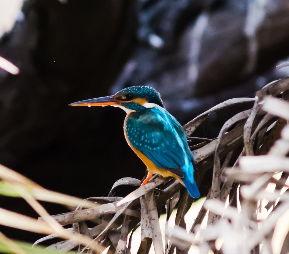 Photograph by Nikhil Raghuwanshi