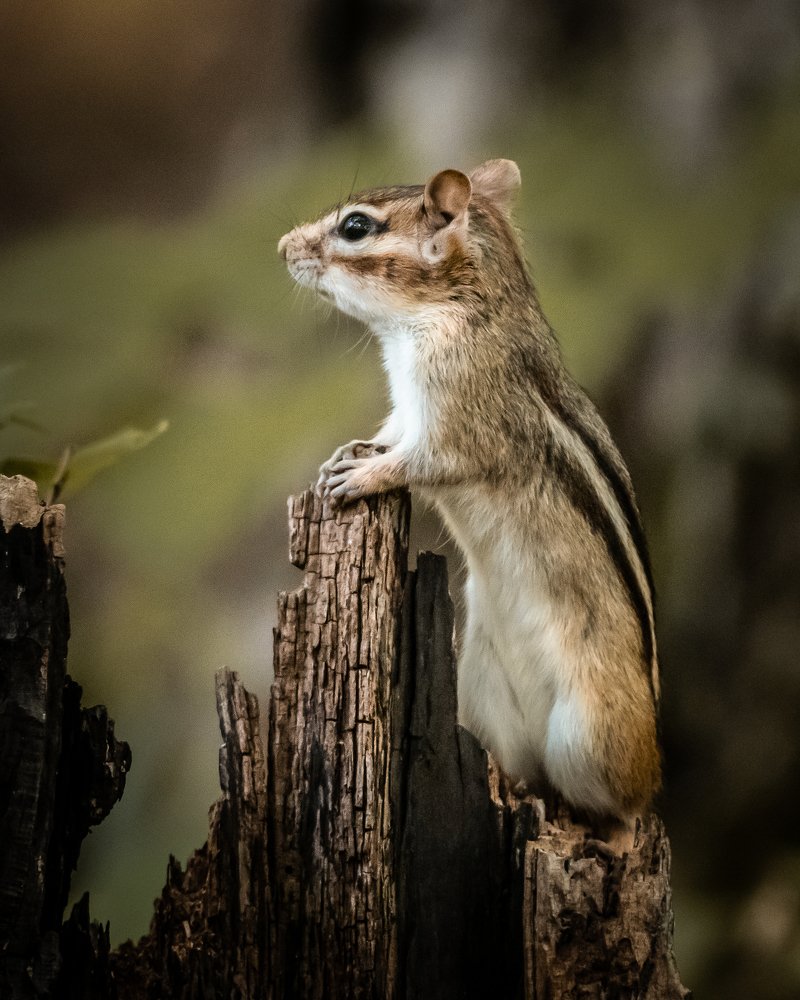 Photograph by JAMES BAILEY