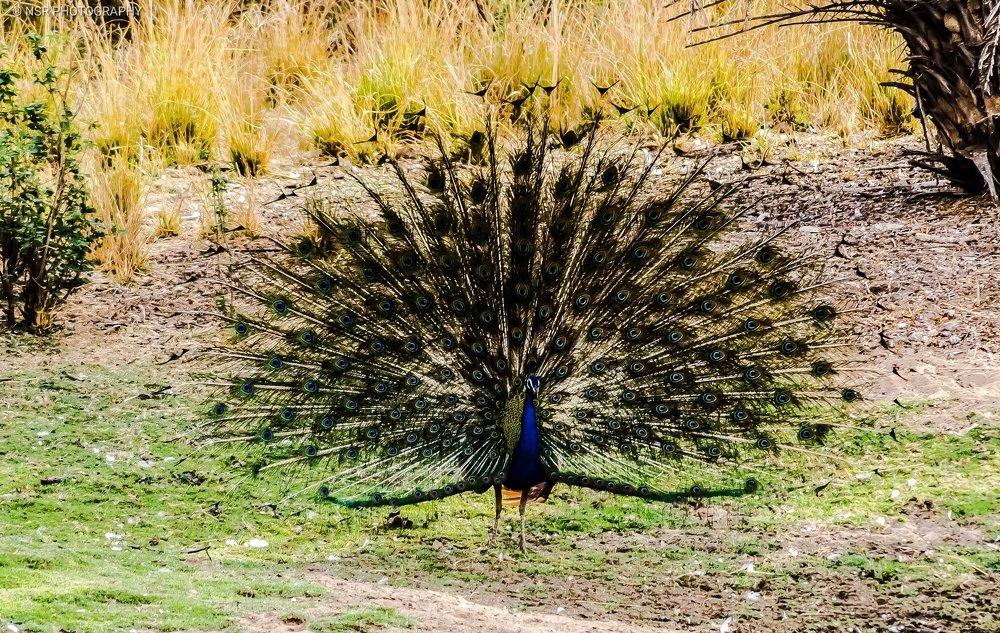Dancing peafowl